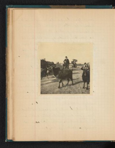 Goats with a shepherd in costume behind them