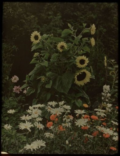 Garden of the Kersbergen House, Zeist, with sunflowers and other subjects