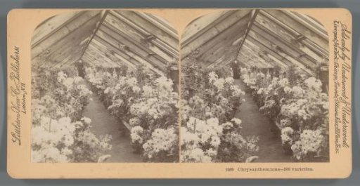 Cabinet with various chrysanthemums