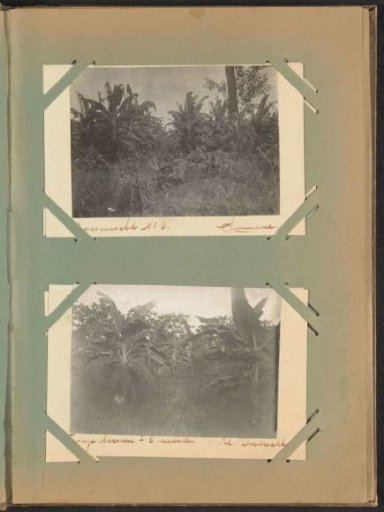 Banana Trees on Plantation Dordrecht
