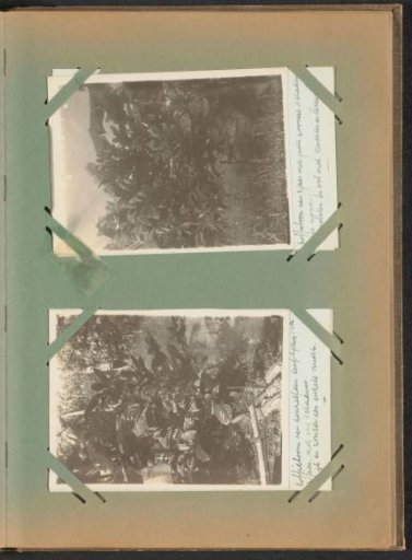Coffee Trees on Plantation Peperpot