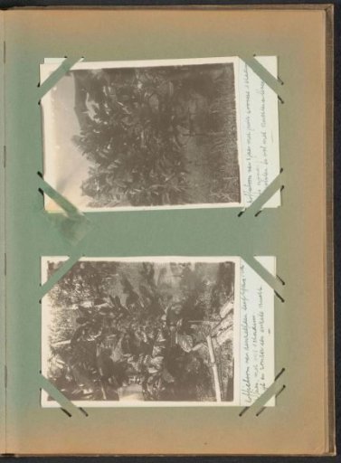 Coffee Trees on Plantation Peperpot