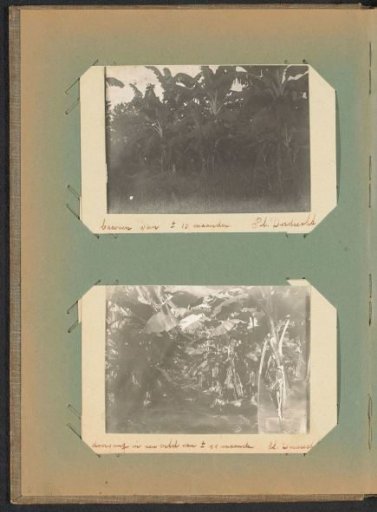 Banana Trees on Plantation Dordrecht