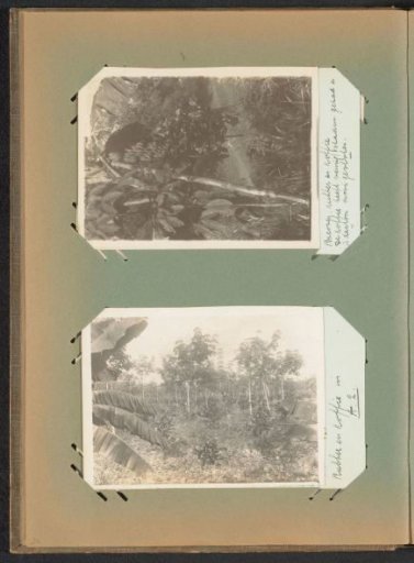 Banana, Rubber, and Coffee Trees on Plantation Peperpot