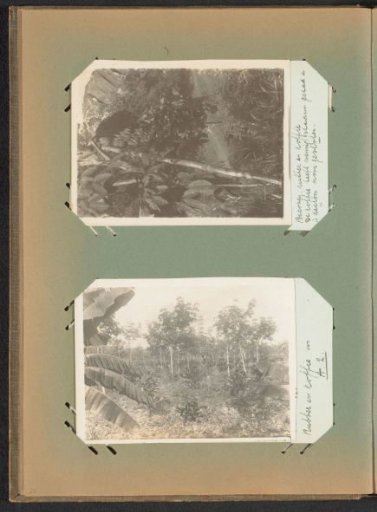 Rubber and Coffee Trees on Plantation Peperpot