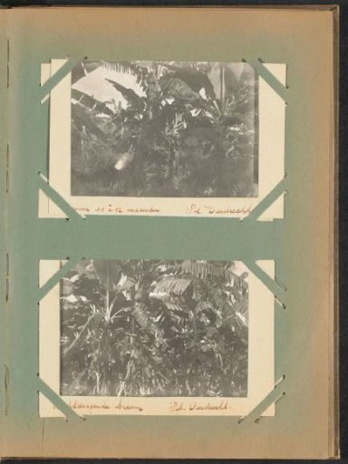 Banana Trees on Plantation Dordrecht