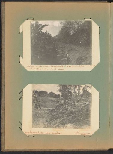 Banana Trees and Cocoa Trees on Plantation Dordrecht