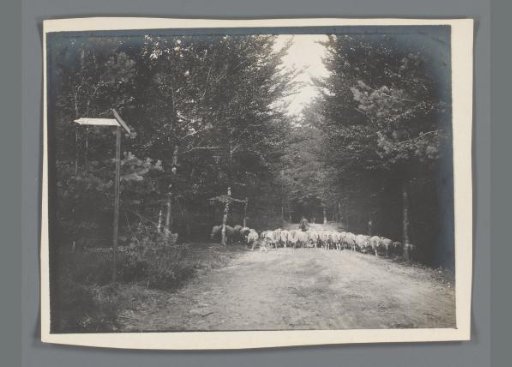 Peasant with sheep in the woods near Emmaberg, Limburg