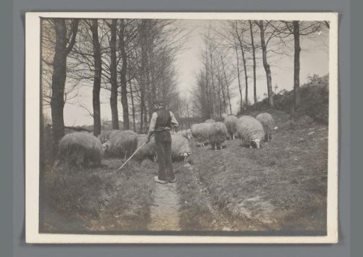 Peasant with sheep in the woods in Limburg