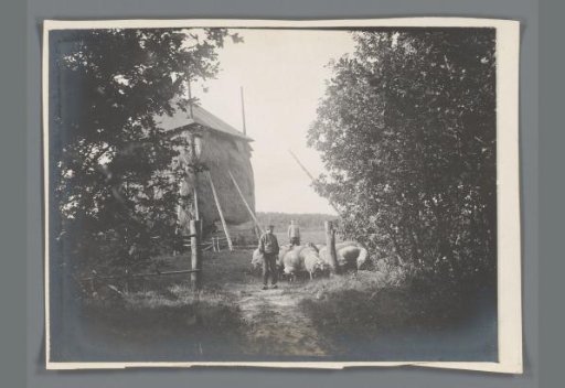 Peasant and boy with sheep near a hay barn in Limburg