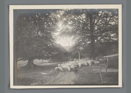 Boy with sheep near a barn in Limburg