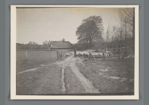 Peasant with sheep in a meadow in Limburg