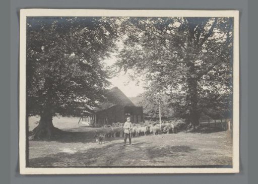 Boy with sheep near a barn in Limburg