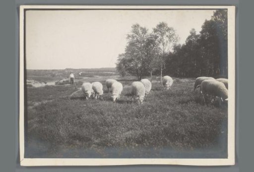 Peasant with sheep in a meadow in Limburg