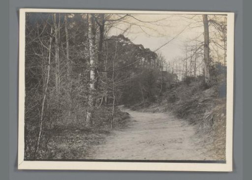 Wooded landscape in Limburg