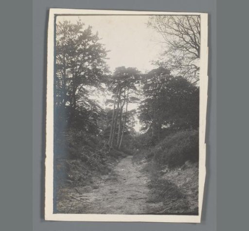 Wooded landscape in Limburg