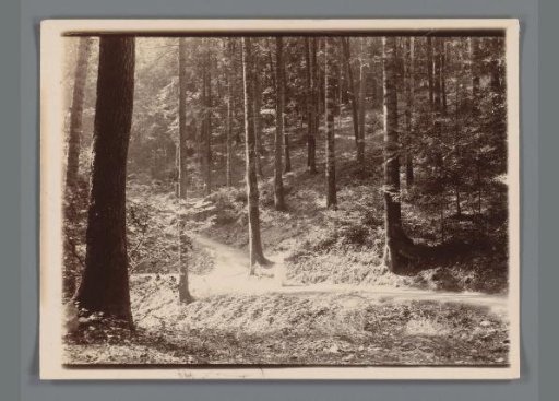 Wooded landscape in Baden-Baden