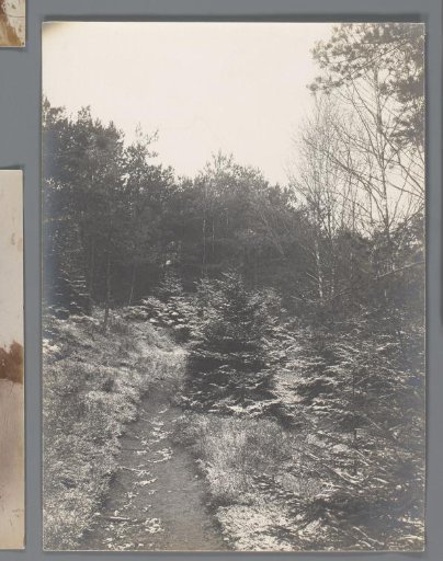 Snowy Wooded Landscape