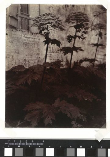 Study of plants