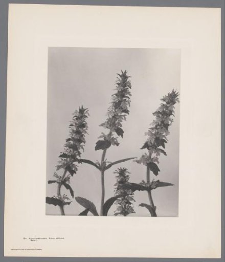 Three Flower Still Lifes from Wild Flowers of New England