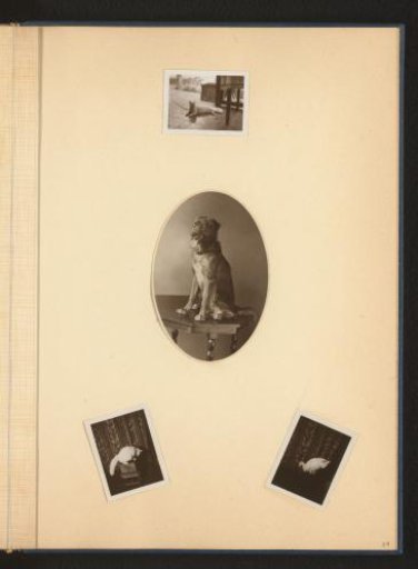 Dog and Cat