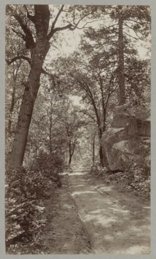 Road with Cart Tracks in a Forest in the United States