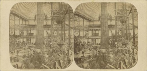 Giant tree in the northern transept of the Crystal Palace in Sydenham