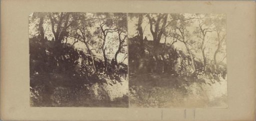 Group portrait of participants in a picnic under the trees at Falicon
