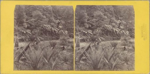 Vegetation along a path in Tasmania