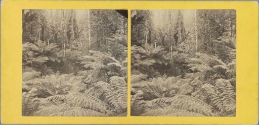 Vegetation, probably from Tasmania