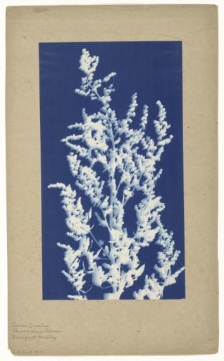 Lamb's Quarters or White Goosefoot