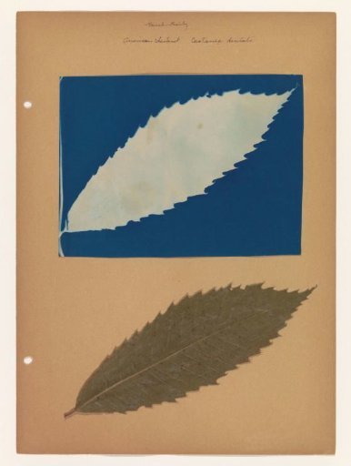 Sheet with Cyanotype Photogram of an American Chestnut Leaf and the Leaf Itself