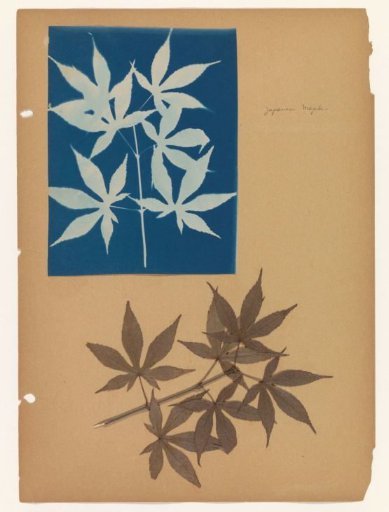 Sheet with Cyanotype Photogram of a Japanese Maple Leaf and the Leaf Itself