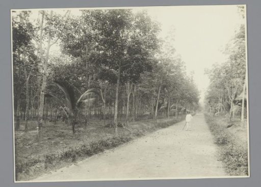 John Bremer on the Boekit Pajong Rubber Plantation, Sumatra