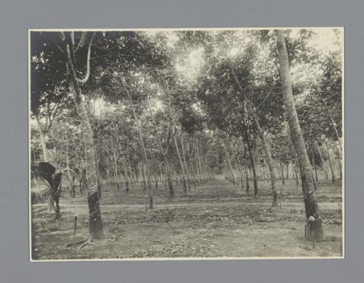 Rubber Trees on the Boekit Pajong Rubber Plantation, Sumatra
