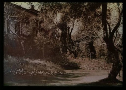 Path lined with trees and shrubs leading to a house