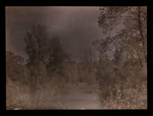 Water lined with trees (blurred)