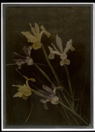Flower Study