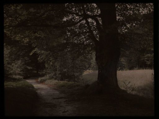 Path along a tree