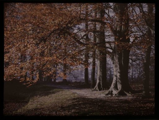 Forest landscape in autumn