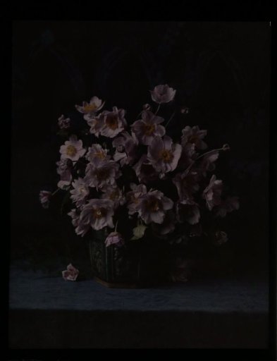 Vase with anemones