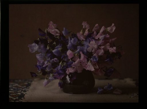 Vase with lathyrus