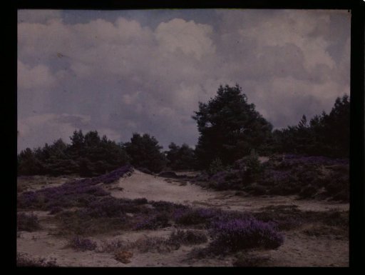 Dune landscape