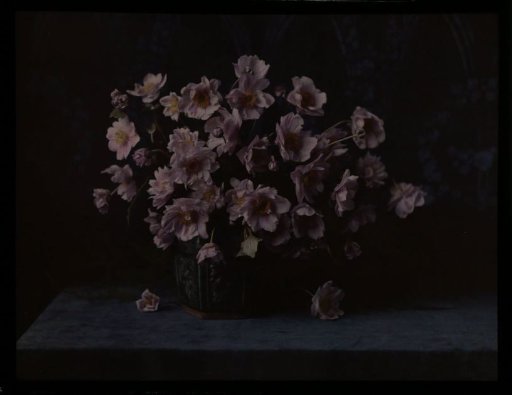 Vase with anemones