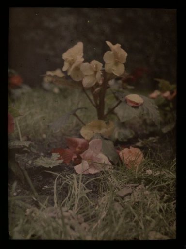 Flowering garden plant