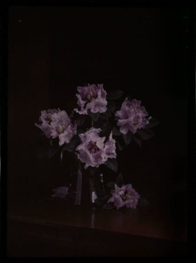 Vase with rhododendrons