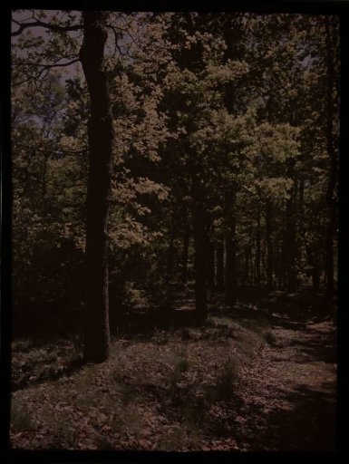 Forest landscape