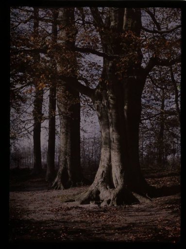 Forest landscape
