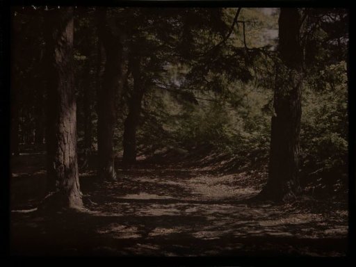 Forest landscape