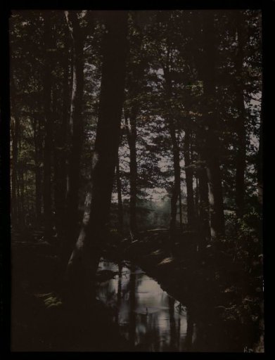 Forest landscape